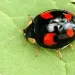 Sai cosa significa trovare una coccinella nera con i puntini rossi