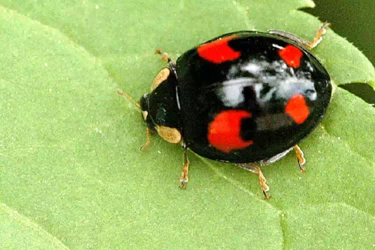 Sai cosa significa trovare una coccinella nera con i puntini rossi