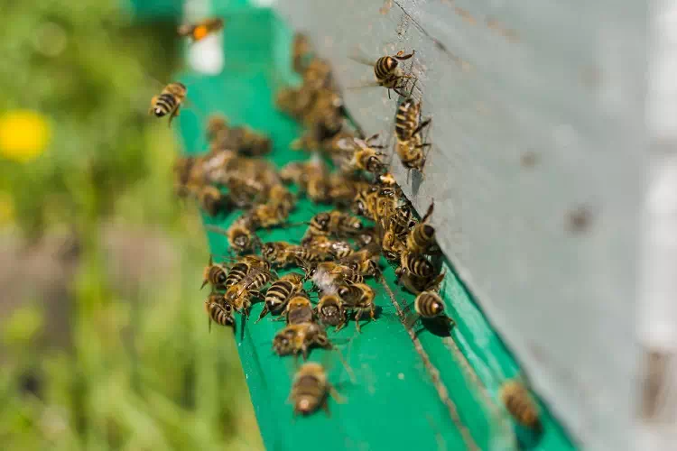 Api in casa, come allontanarle dalle finestre e dalle tapparelle