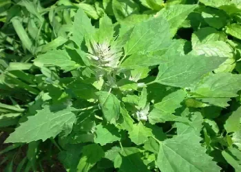 Farinello, la pianta che cresce spontanea
