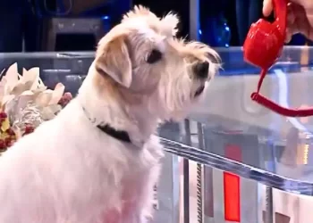 Gennarino, il vero nome