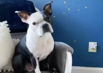 Il cane Henry salva la vita alla sua sorellina umana