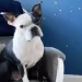 Il cane Henry salva la vita alla sua sorellina umana
