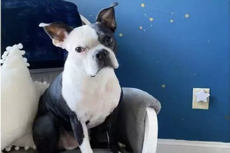 Il cane Henry salva la vita alla sua sorellina umana