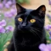 Gatto nero, cosa significa quando entra in casa tua