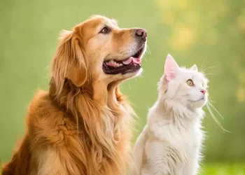 Parlamento, approvata in via definitiva la legge a favore degli animali