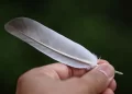 Piuma d’uccello, cosa significa trovarne una