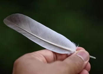 Piuma d’uccello, cosa significa trovarne una