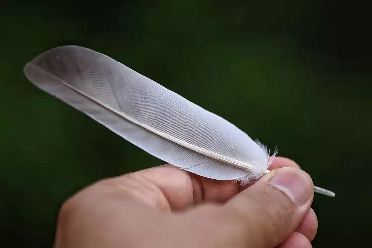 Piuma d’uccello, cosa significa trovarne una