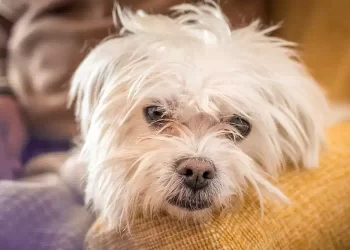 Il cane Bella attende il ritorno della piccola Ariana