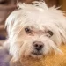 Il cane Bella attende il ritorno della piccola Ariana