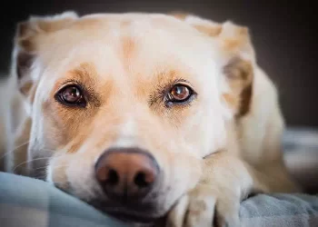 L’addio di un cane