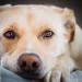 L’addio di un cane