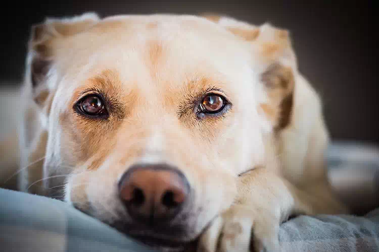 L’addio di un cane