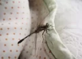 Libellula in casa, il significato simbolico e la leggenda