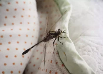 Libellula in casa, il significato simbolico e la leggenda