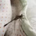 Libellula in casa, il significato simbolico e la leggenda