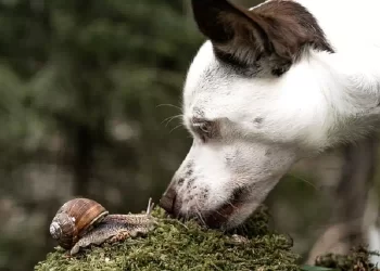 Lumache, allerta degli esperti per i cani e l’uomo