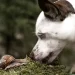 Lumache, allerta degli esperti per i cani e l’uomo