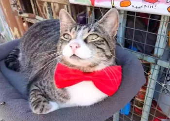 Il gatto Carolo salva un’intera cittadina