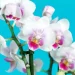 Orchidee fiorite tutto l’anno con questi 4 ingredienti naturali