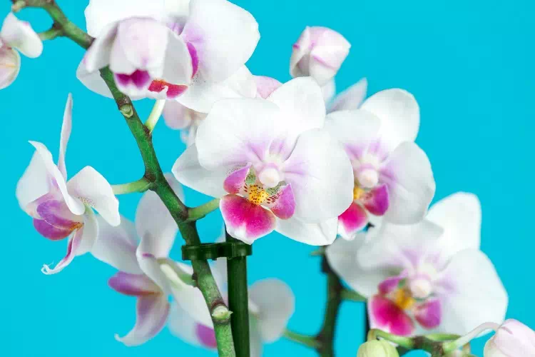 Orchidee fiorite tutto l’anno con questi 4 ingredienti naturali