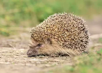 Riccio in giardino: cosa fare e quando aiutarlo. Significato