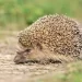 Riccio in giardino: cosa fare e quando aiutarlo. Significato