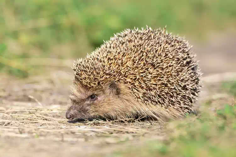 Riccio in giardino: cosa fare e quando aiutarlo. Significato