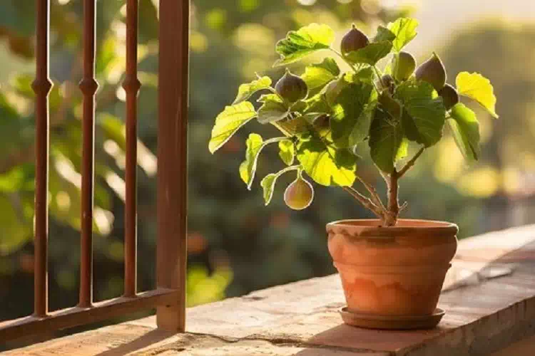 se hai un albero di fico