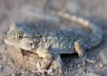 Geco porta fortuna