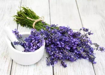 Il 22 luglio prepara l’amuleto di lavanda