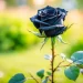La città sottomarina dove fioriscono le rose nere: Ecco di quale si tratta e dove si trovano