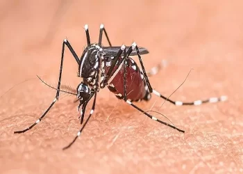 zanzara west nile