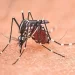 zanzara west nile