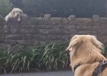 I cani Garth e Giulietta