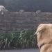 I cani Garth e Giulietta