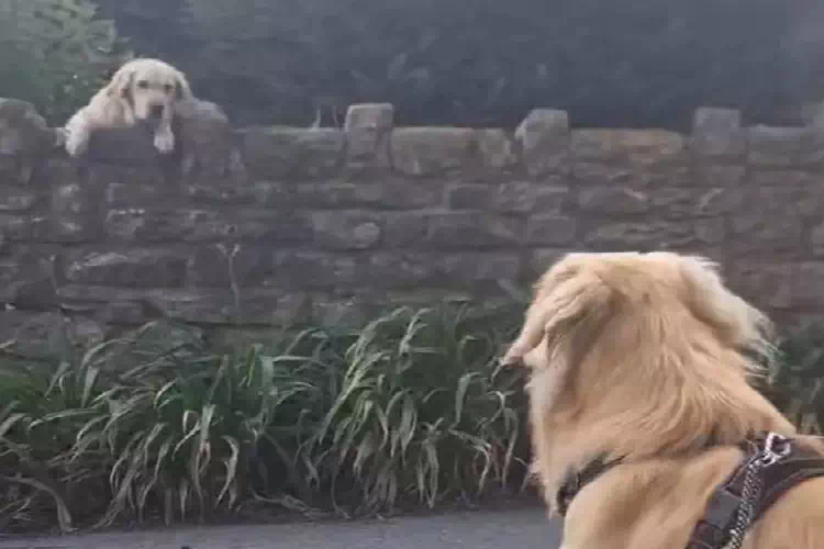I cani Garth e Giulietta