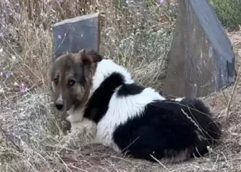 Il cane fedele che veglia da 12 giorni la tomba del papà umano
