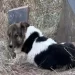 Il cane fedele che veglia da 12 giorni la tomba del papà umano