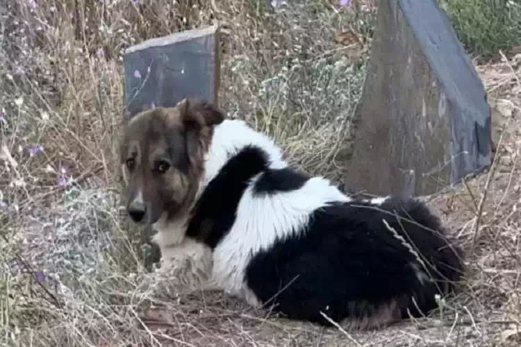 Il cane fedele che veglia da 12 giorni la tomba del papà umano