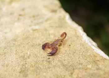 Scorpione in casa: Il suo significato tra simbolismo e spiritualità