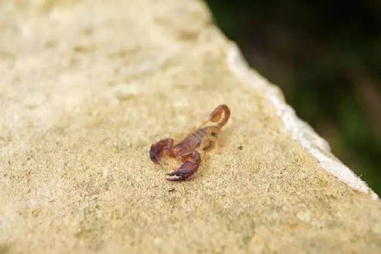 Scorpione in casa: Il suo significato tra simbolismo e spiritualità