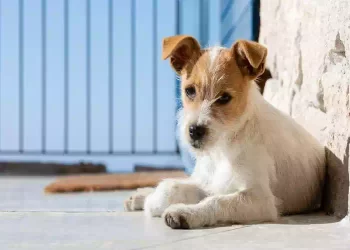 Visciano, commozione per cucciolo scomparso