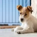 Visciano, commozione per cucciolo scomparso