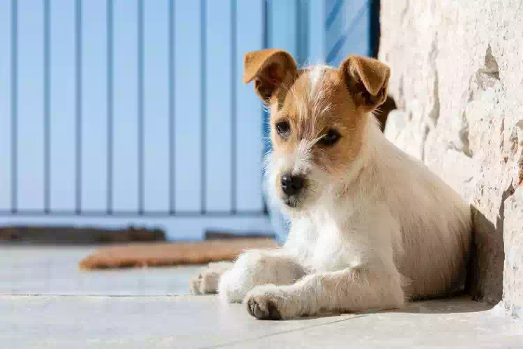 Visciano, commozione per cucciolo scomparso