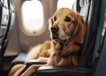 settembre cani ammessi in cabina