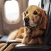 settembre cani ammessi in cabina