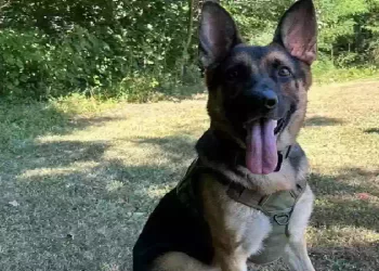 Knox cane poliziotto