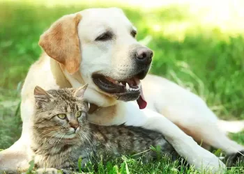 micripich cani gatti